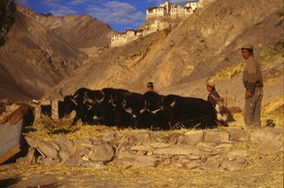  Threshing barley at Lamayuru in Ladakh