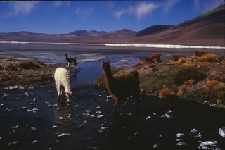 Alpacas at Lago Colerado, Bolivia
